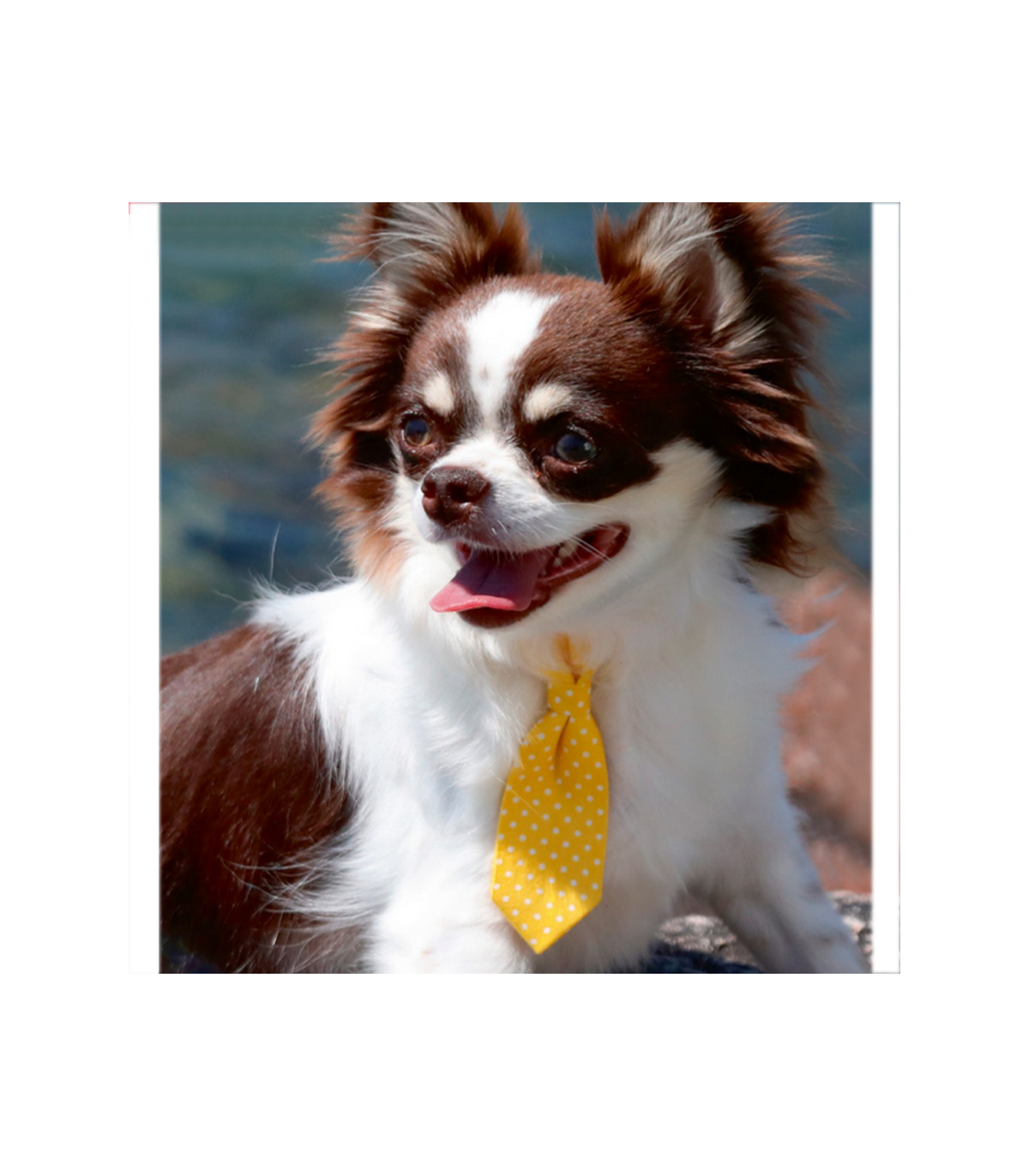 Collier Pop Roy Cravate Pois Jaune Croci - Un chien dans le Marais